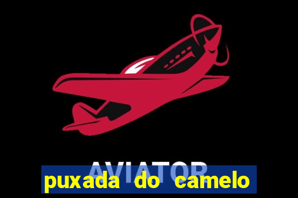 puxada do camelo jogo do bicho